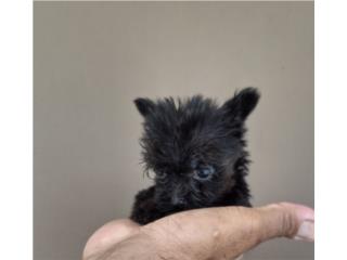 MINI YORKIE BLACK COLOR ÚNICO  Puerto Rico