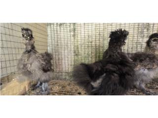 Pollos silkie sedoso  Puerto Rico