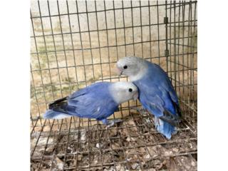 Pareja de Lovebrid opalinos Puerto Rico