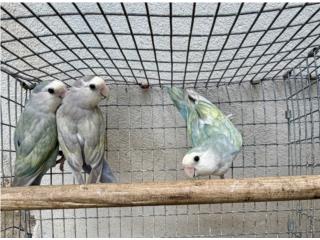 Lovebrid silver Puerto Rico
