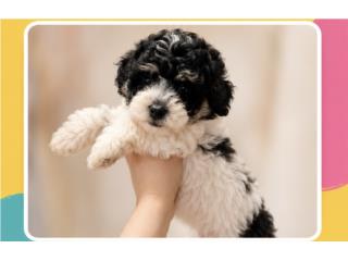 Toy poodle  Puerto Rico