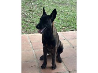 Belgian Malinois  Puerto Rico