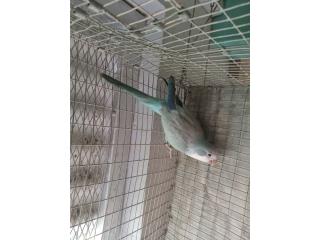 Quaker azul opalino macho ADN Puerto Rico