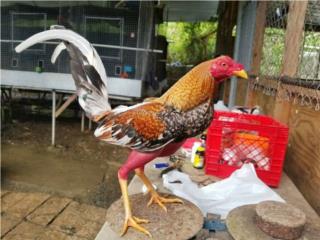 Dos padrotes probados y 4 gallinas probadas  Puerto Rico