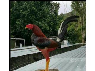 Gallos y pollos ready de pelea y adelantados  Puerto Rico