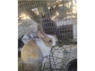 Hermoso conejo enano Puerto Rico