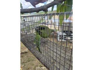 Quaker verde hembra con adn  Puerto Rico