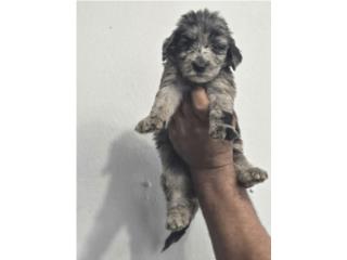 GOLDENDOODLE STANDARD  Puerto Rico