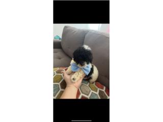 Toy poodle Puerto Rico