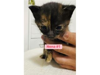 Gatitas para adopci�n Puerto Rico