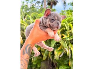 Hermoso french bulldog Puerto Rico