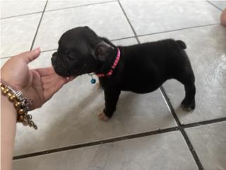 Micro bully Puerto Rico