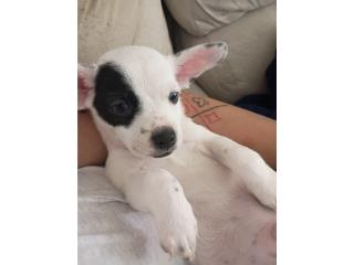 Precioso Chihuahua Toy nene  Puerto Rico
