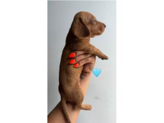 Dachshund  Puerto Rico