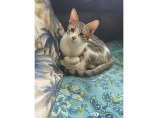 Free Kitten Puerto Rico