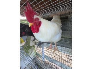 Gallos Rhode Island, White Leghorn, Australorp Puerto Rico