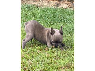 French Bulldog Puerto Rico