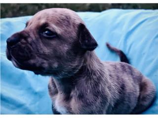 Bellos American Bully XL Puerto Rico