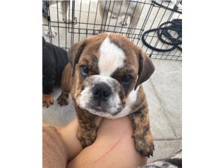 Bulldog ingles  Puerto Rico