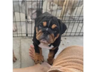 Bulldog ingles  Puerto Rico