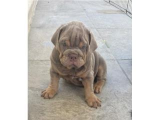 Bulldog ingles  Puerto Rico