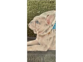 French Bulldog  Puerto Rico