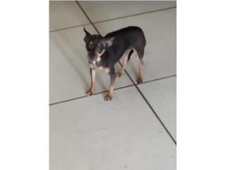 Chihuahuas Jovenes se van Juntas  Puerto Rico
