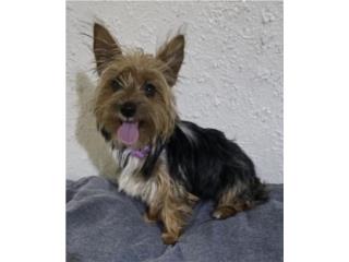 YORKIE HEMBRA Puerto Rico