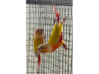 Suncheek pareja joven ya probada  Puerto Rico