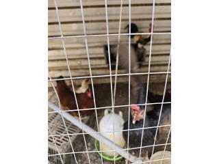 Gallinas del pais Puerto Rico