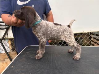 Pointer alemanes  Puerto Rico