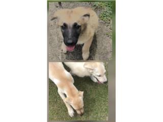 Cachorros de Pastor Belga adopcion Puerto Rico