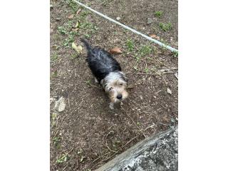 Lindo yorkey nacido el 28 de enero $250 Puerto Rico