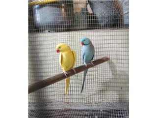cotorra ringneck Puerto Rico