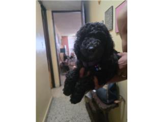Hermosa Poodle Hembra 2 meses Vacunada y Desp Puerto Rico