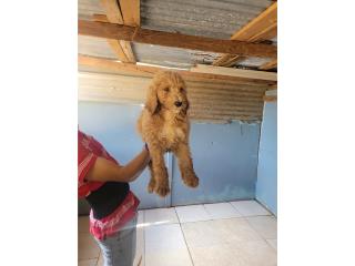 Perros poodle Raza grande -con AKC de tres me Puerto Rico