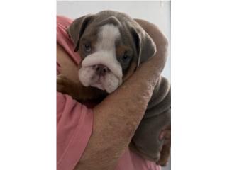 English Bulldog Puerto Rico