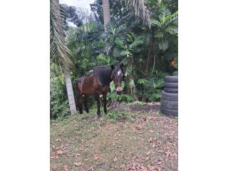 Yegua Puerto Rico