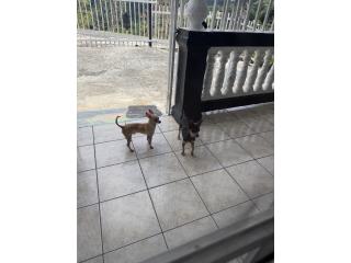 Perra Chihuahua hembra 1 año y medio  Puerto Rico