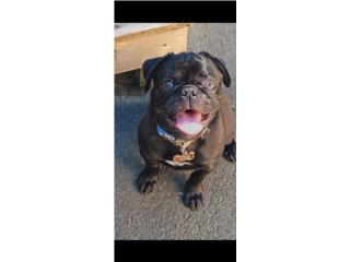 Pug Negro Puerto Rico
