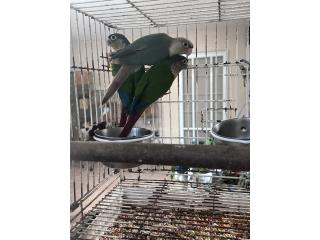 Green Cheek conures Puerto Rico