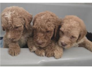 Goldendoodle Machos Puerto Rico