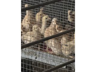 Ponedoras Buff Orpington Puerto Rico