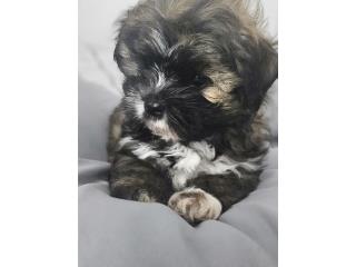 Perrita shitzu 2 meses  Puerto Rico