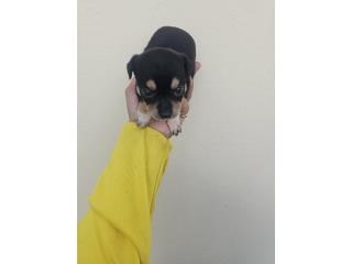 Chihuahua  Puerto Rico