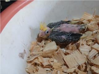 Bebe de cockatiel  Puerto Rico