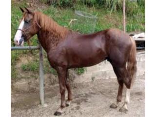 Precioso caballo   Puerto Rico