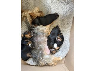 Hermosos Yorkies  Puerto Rico