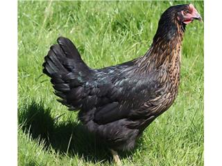 Se vende gallina ponedora Puerto Rico