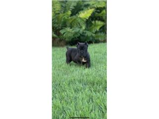 Cane Corso Puerto Rico